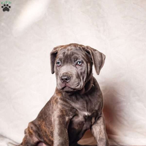 Emy, Cane Corso Puppy